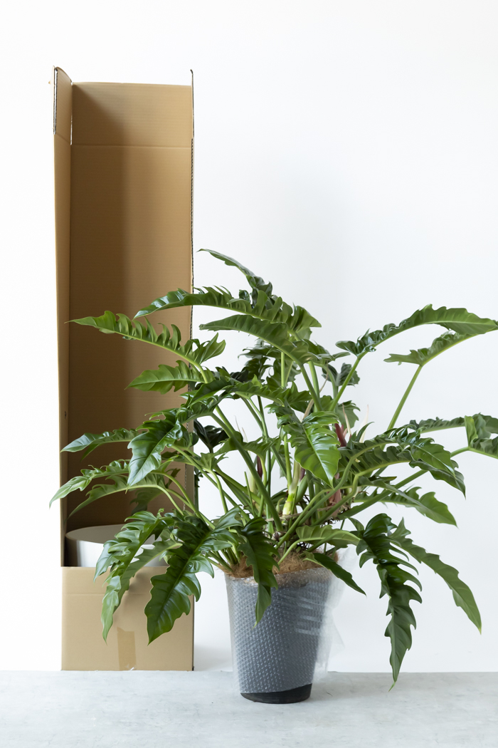 観葉植物 フィロデンドロン ナロー 一点もの（10号鉢）の写真14枚目