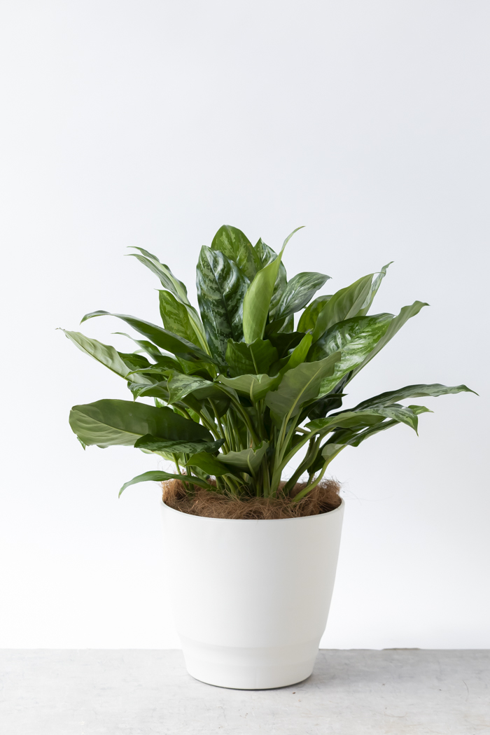 観葉植物 アグラオネマ チャンタル 一点もの（10号鉢）