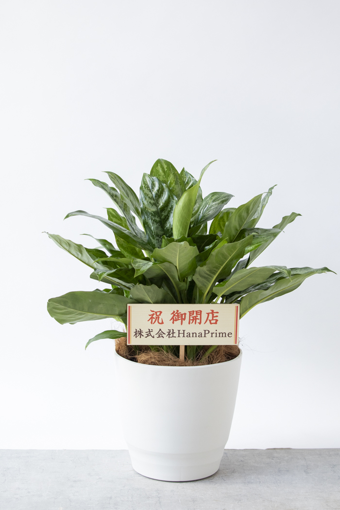 観葉植物 アグラオネマ チャンタル 一点もの（10号鉢）の写真2枚目
