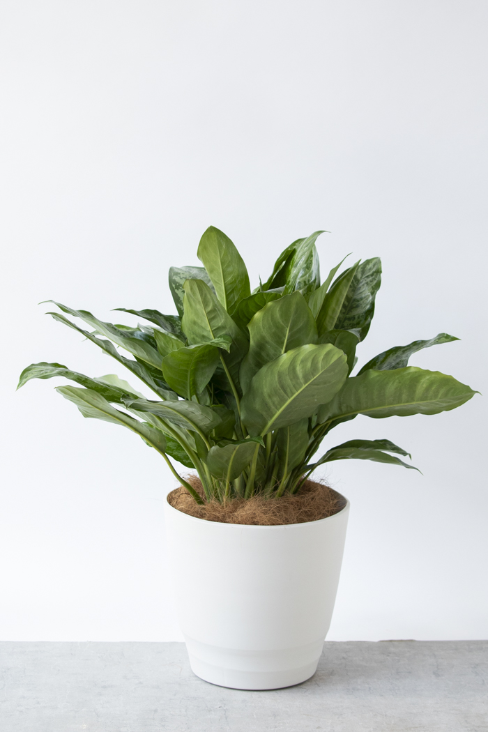 観葉植物 アグラオネマ チャンタル 一点もの（10号鉢）の写真3枚目