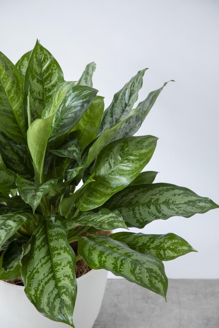 観葉植物 アグラオネマ チャンタル 一点もの（10号鉢）の写真4枚目