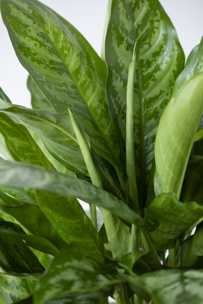 観葉植物 アグラオネマ チャンタル 一点もの（10号鉢）の写真5枚目