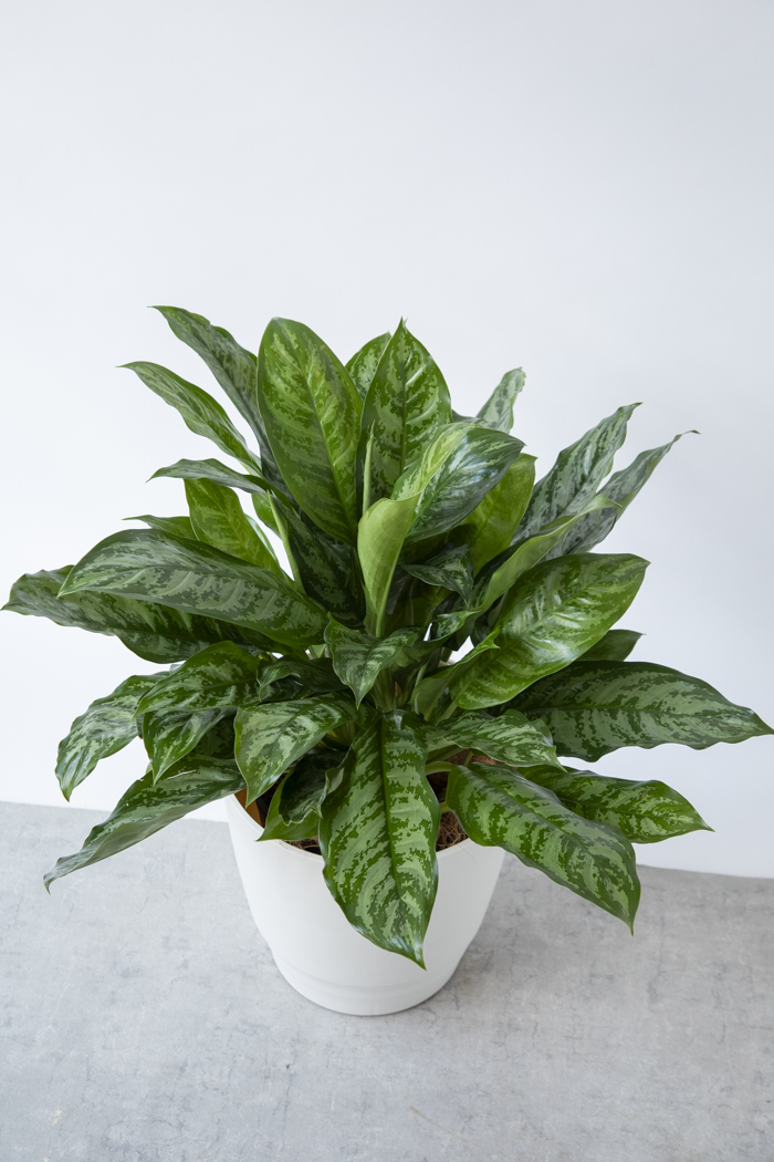 観葉植物 アグラオネマ チャンタル 一点もの（10号鉢）の写真6枚目