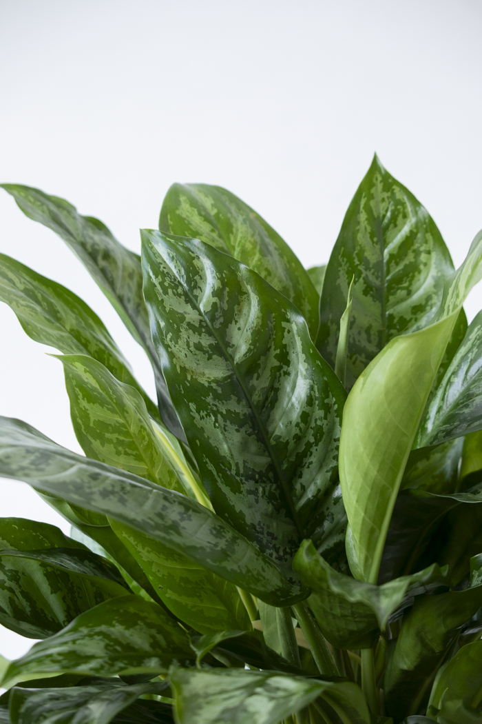 観葉植物 アグラオネマ チャンタル 一点もの（10号鉢）の写真7枚目