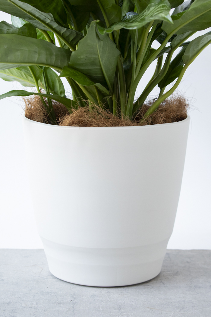 観葉植物 アグラオネマ チャンタル 一点もの（10号鉢）の写真8枚目