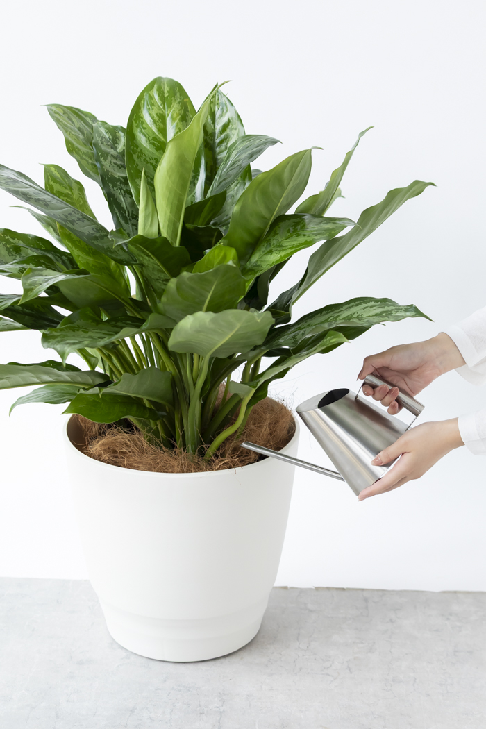 観葉植物 アグラオネマ チャンタル 一点もの（10号鉢）の写真9枚目