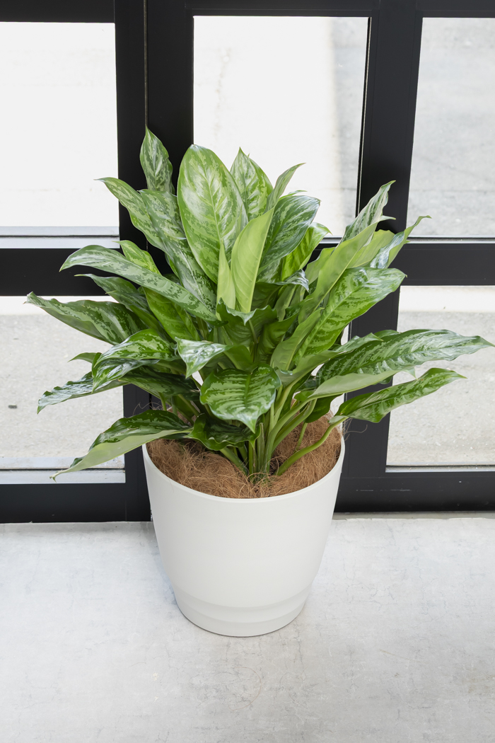 観葉植物 アグラオネマ チャンタル 一点もの（10号鉢）の写真10枚目