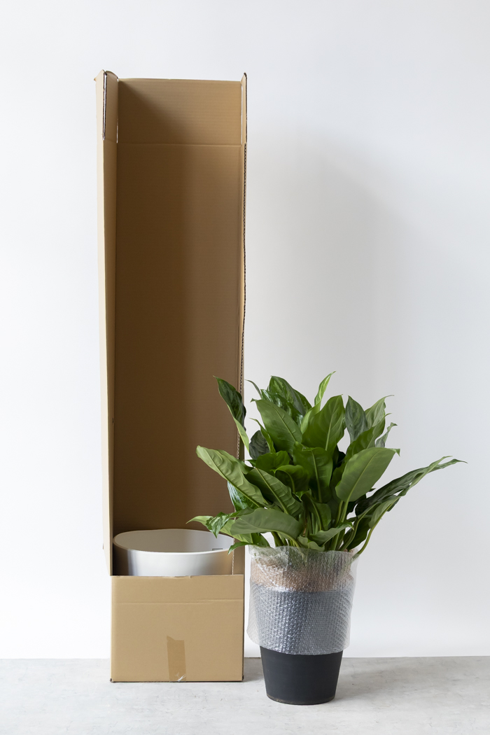 観葉植物 アグラオネマ チャンタル 一点もの（10号鉢）の写真11枚目