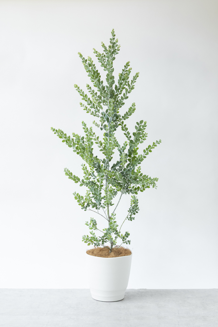 観葉植物 パールアカシア（10号鉢）の写真1枚目