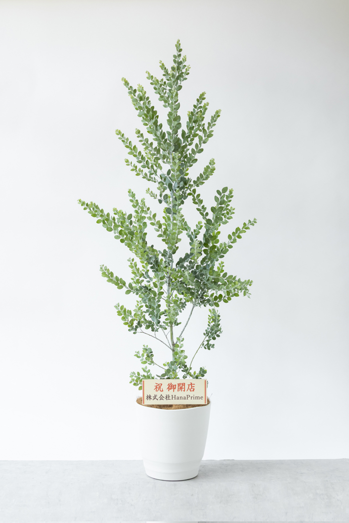 観葉植物 パールアカシア（10号鉢）の写真2枚目