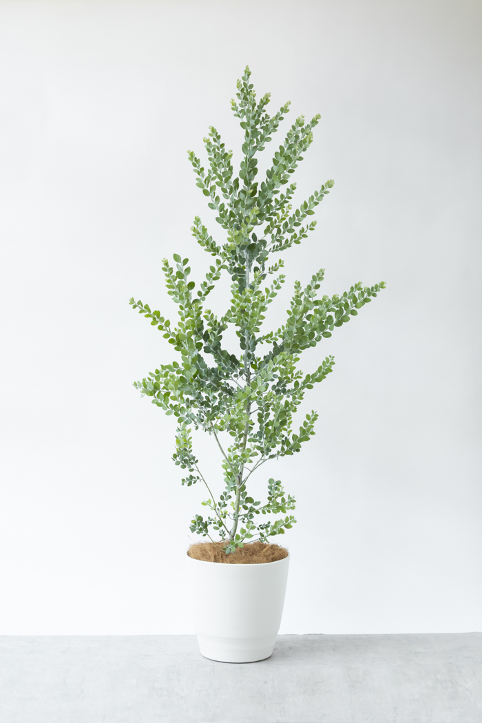 観葉植物 パールアカシア（10号鉢）の写真3枚目