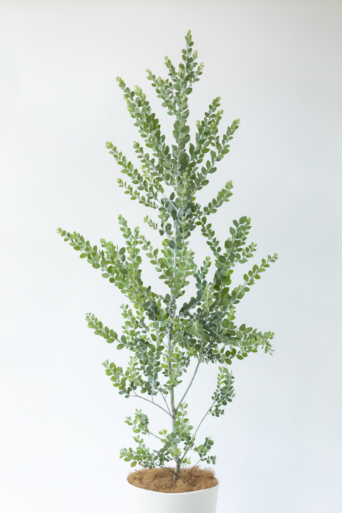 観葉植物 パールアカシア（10号鉢）の写真4枚目