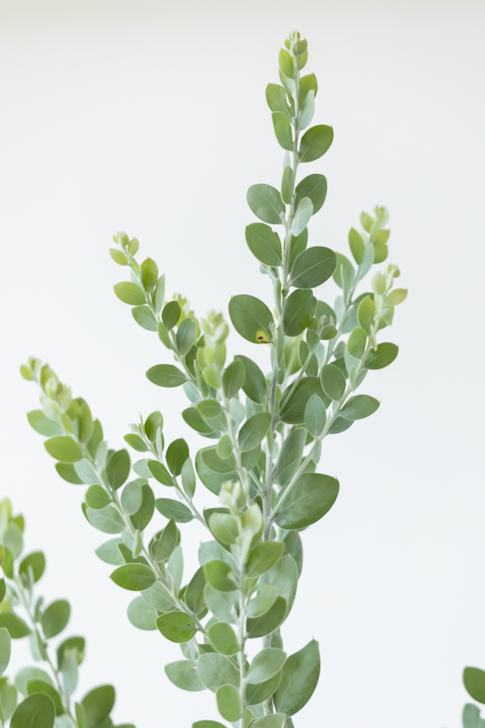 観葉植物 パールアカシア（10号鉢）の写真5枚目