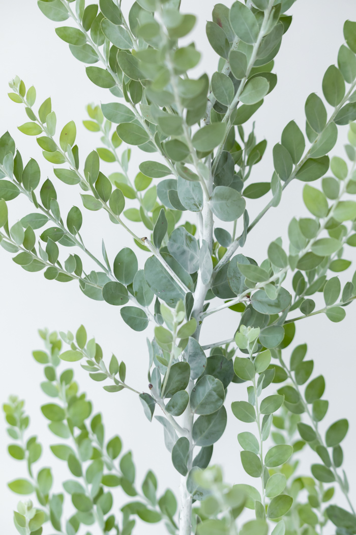 観葉植物 パールアカシア（10号鉢）の写真6枚目