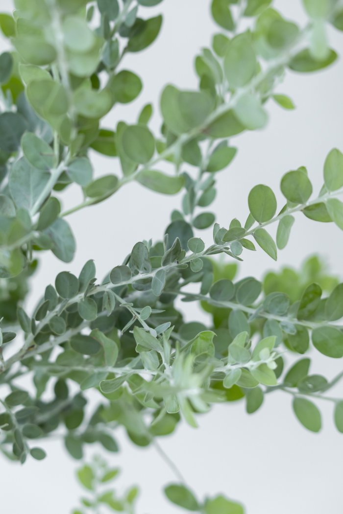 観葉植物 パールアカシア（10号鉢）の写真7枚目