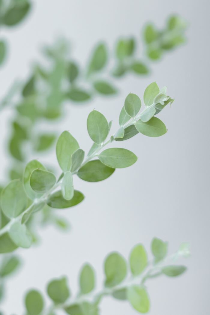 観葉植物 パールアカシア（10号鉢）の写真8枚目