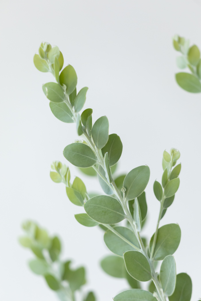 観葉植物 パールアカシア（10号鉢）の写真9枚目