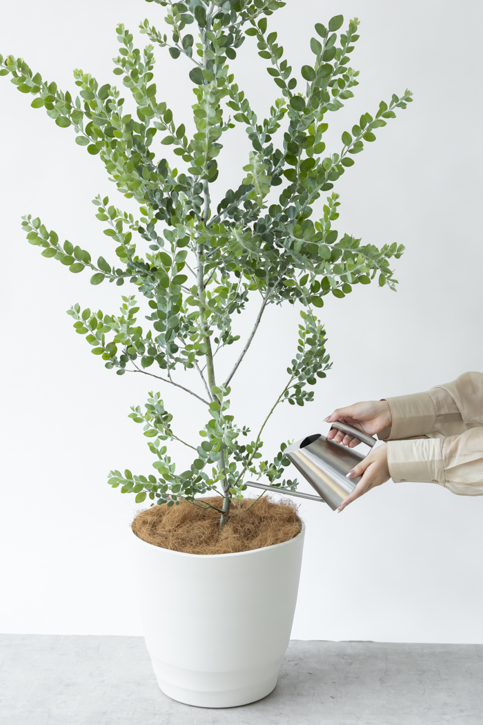 観葉植物 パールアカシア（10号鉢）の写真10枚目