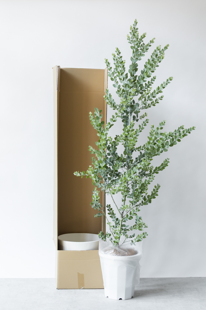 観葉植物 パールアカシア（10号鉢）の写真11枚目