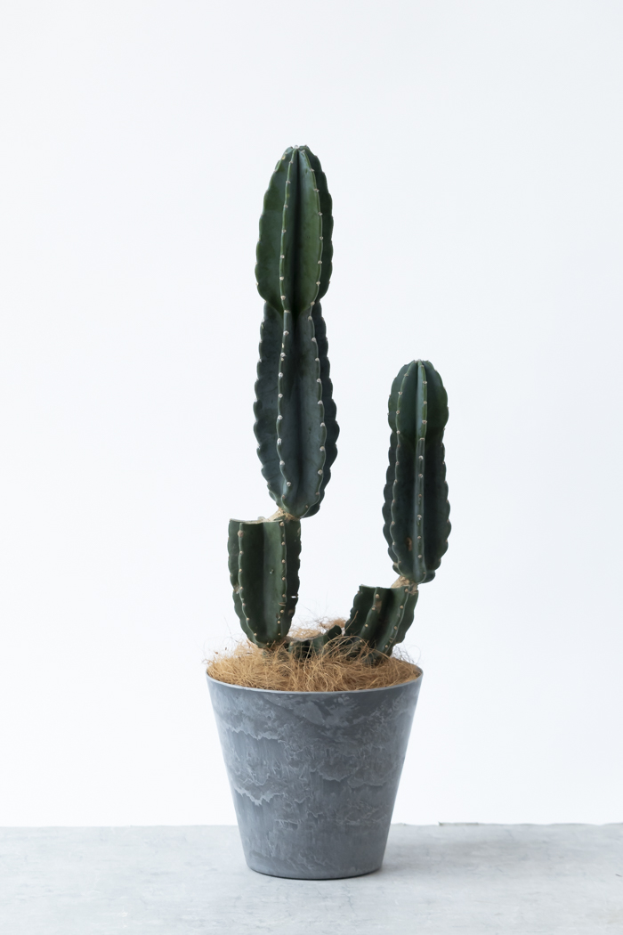 観葉植物 柱サボテン ブランチ 一点もの（8号鉢）の写真1枚目