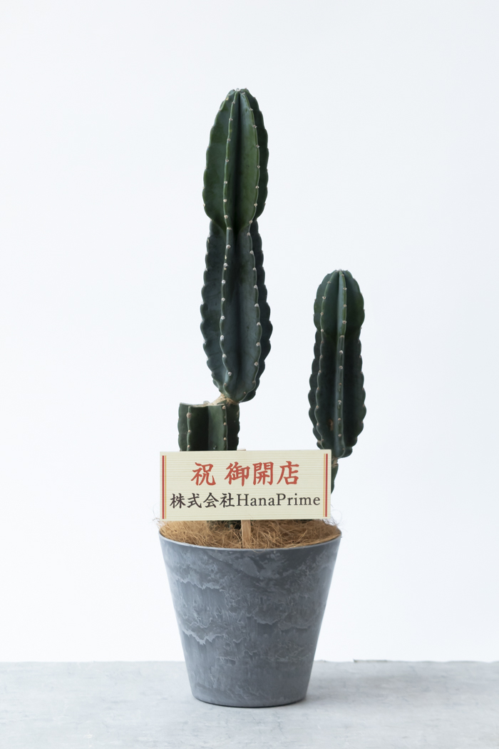 観葉植物 柱サボテン ブランチ 一点もの（8号鉢）の写真2枚目