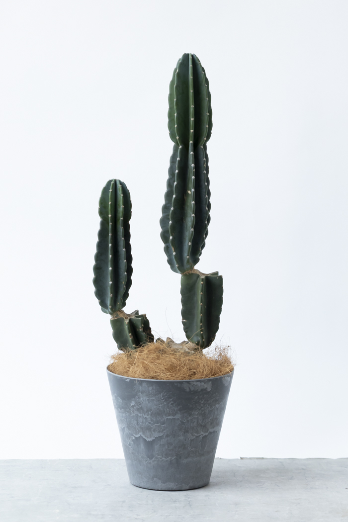 観葉植物 柱サボテン ブランチ 一点もの（8号鉢）の写真3枚目