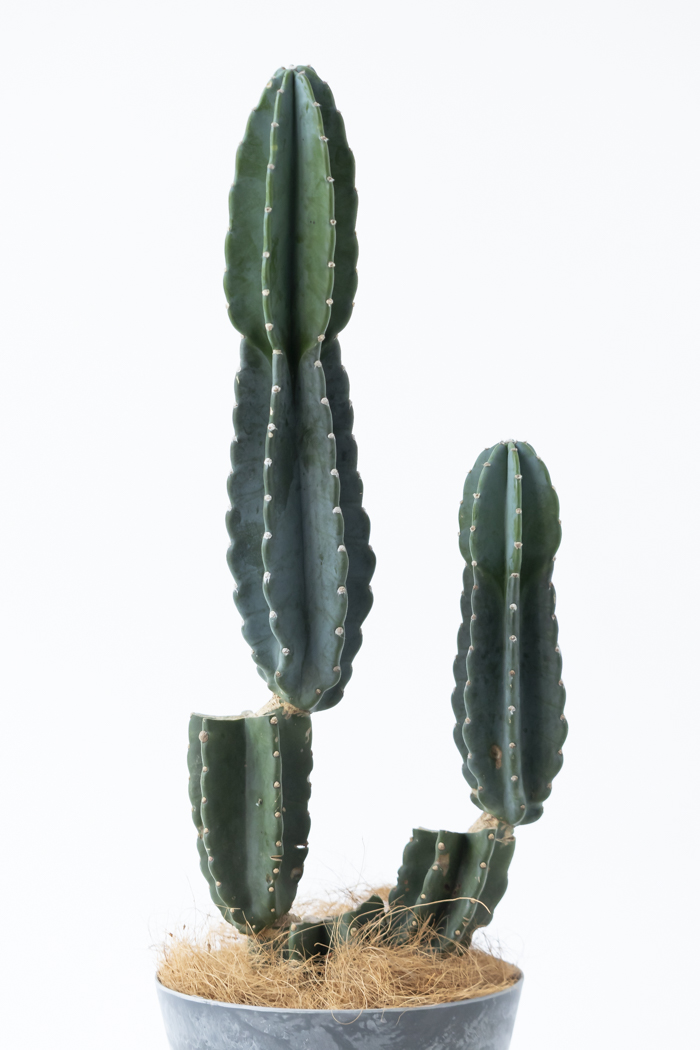 観葉植物 柱サボテン ブランチ 一点もの（8号鉢）の写真4枚目