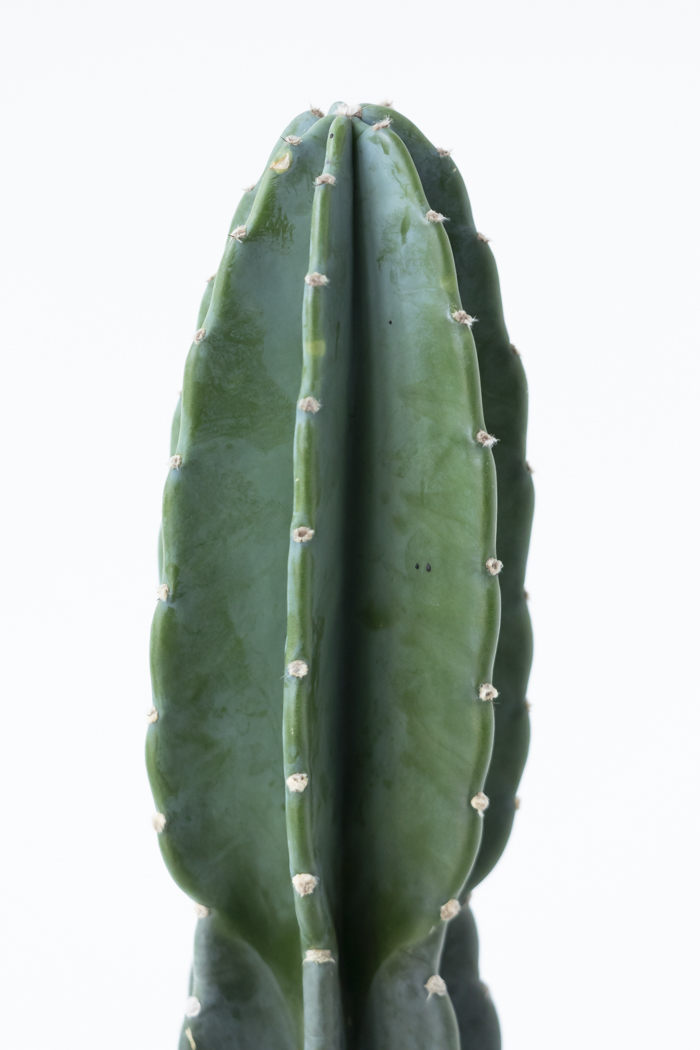 観葉植物 柱サボテン ブランチ 一点もの（8号鉢）の写真7枚目
