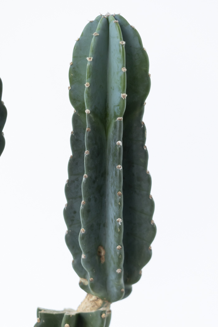 観葉植物 柱サボテン ブランチ 一点もの（8号鉢）の写真8枚目