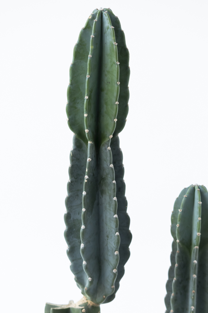 観葉植物 柱サボテン ブランチ 一点もの（8号鉢）の写真9枚目