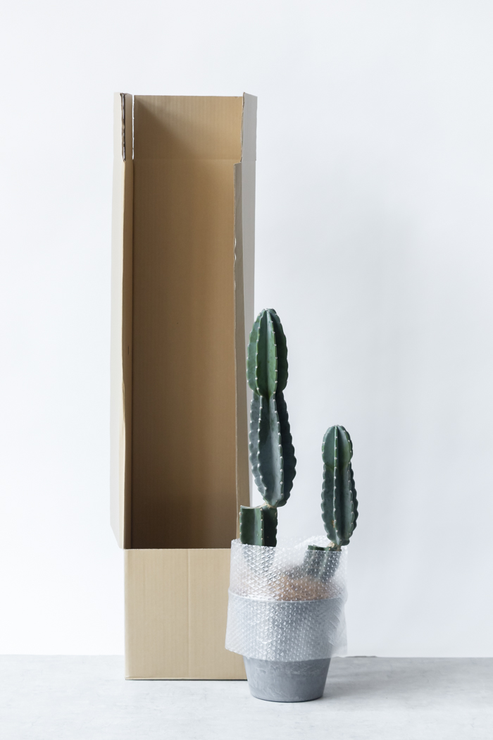 観葉植物 柱サボテン ブランチ 一点もの（8号鉢）の写真11枚目
