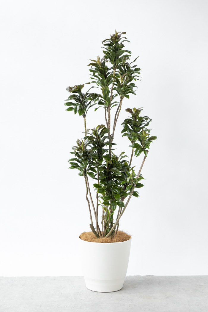 観葉植物 ドラセナ パープルコンパクタ（10号鉢）の写真1枚目