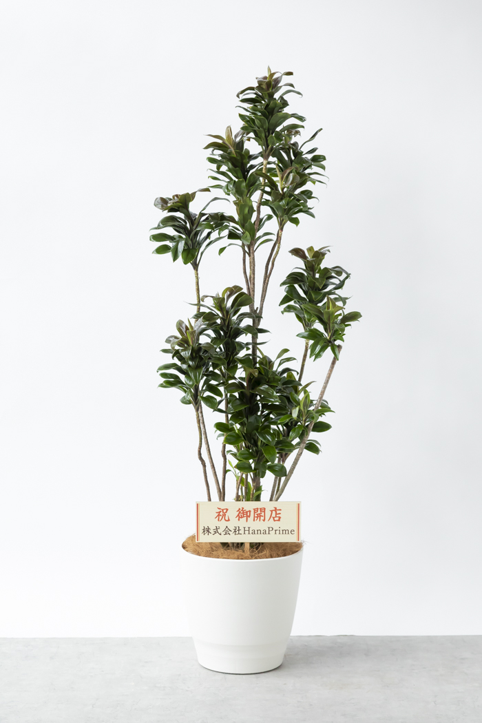 観葉植物 ドラセナ パープルコンパクタ（10号鉢）