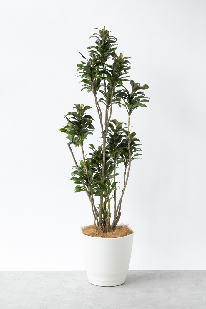 観葉植物 ドラセナ パープルコンパクタ（10号鉢）｜HanaPrime（ハナ