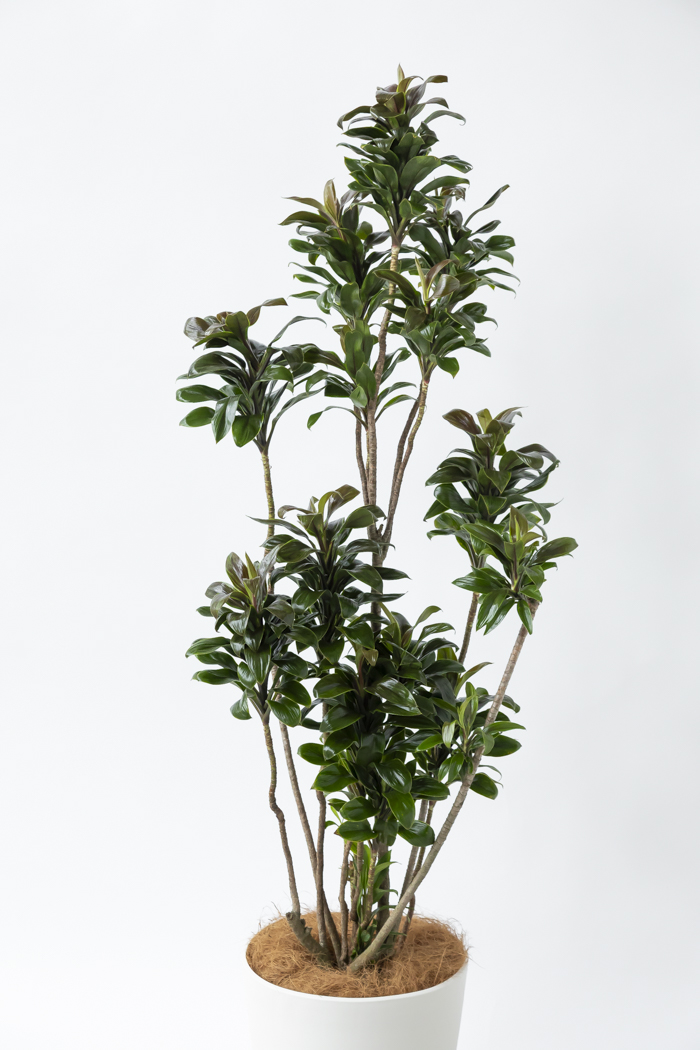 観葉植物 ドラセナ パープルコンパクタ（10号鉢）の写真4枚目