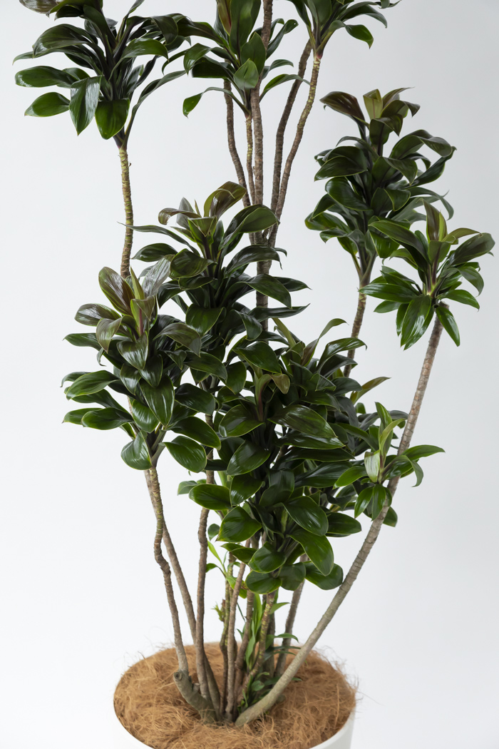 観葉植物 ドラセナ パープルコンパクタ（10号鉢）｜HanaPrime（ハナ