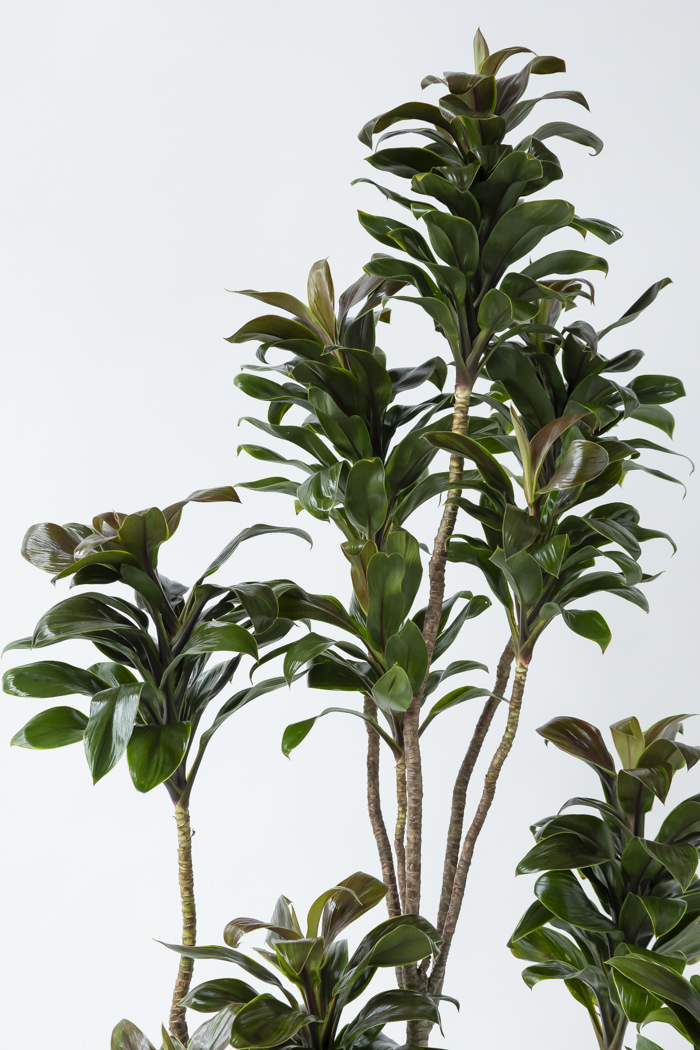 観葉植物 ドラセナ パープルコンパクタ（10号鉢）｜HanaPrime（ハナ