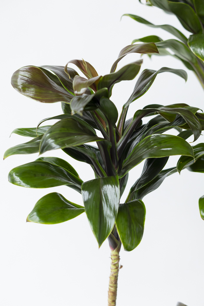 観葉植物 ドラセナ パープルコンパクタ（10号鉢）の写真7枚目