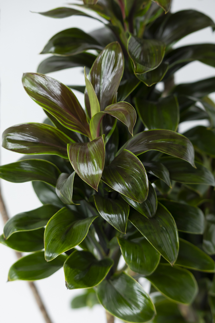 観葉植物 ドラセナ パープルコンパクタ（10号鉢）の写真8枚目