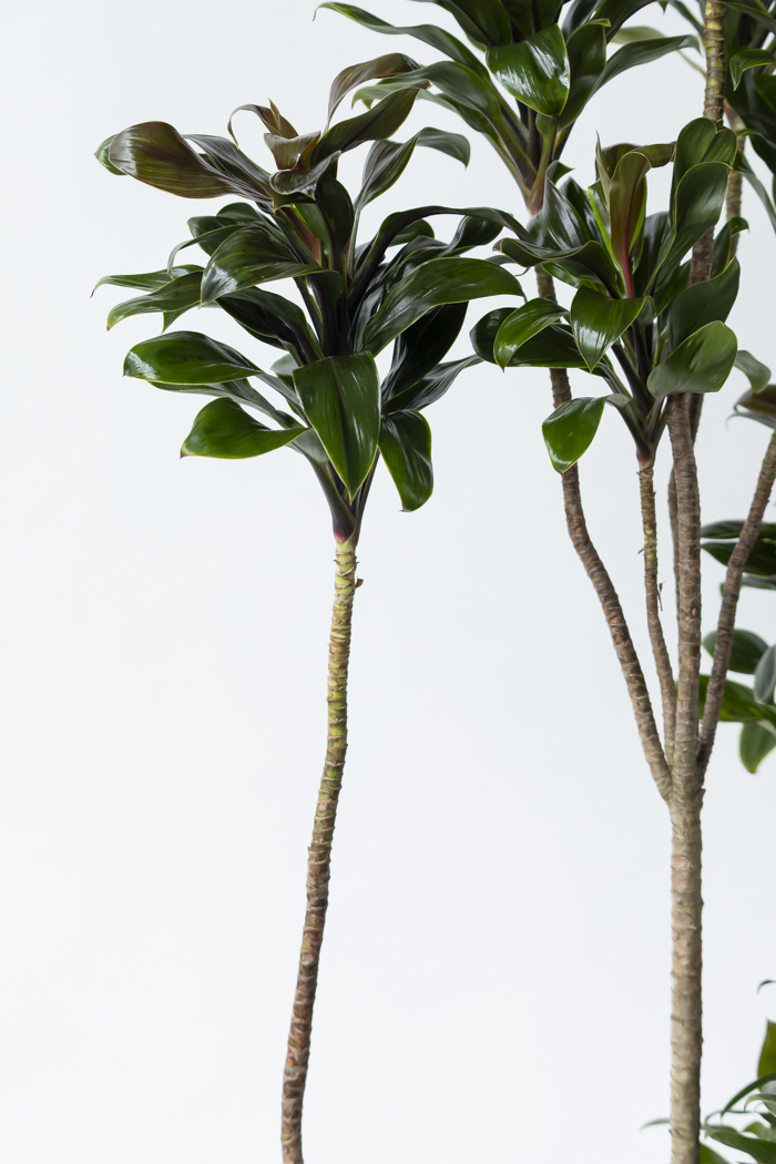 観葉植物 ドラセナ パープルコンパクタ（10号鉢）の写真9枚目