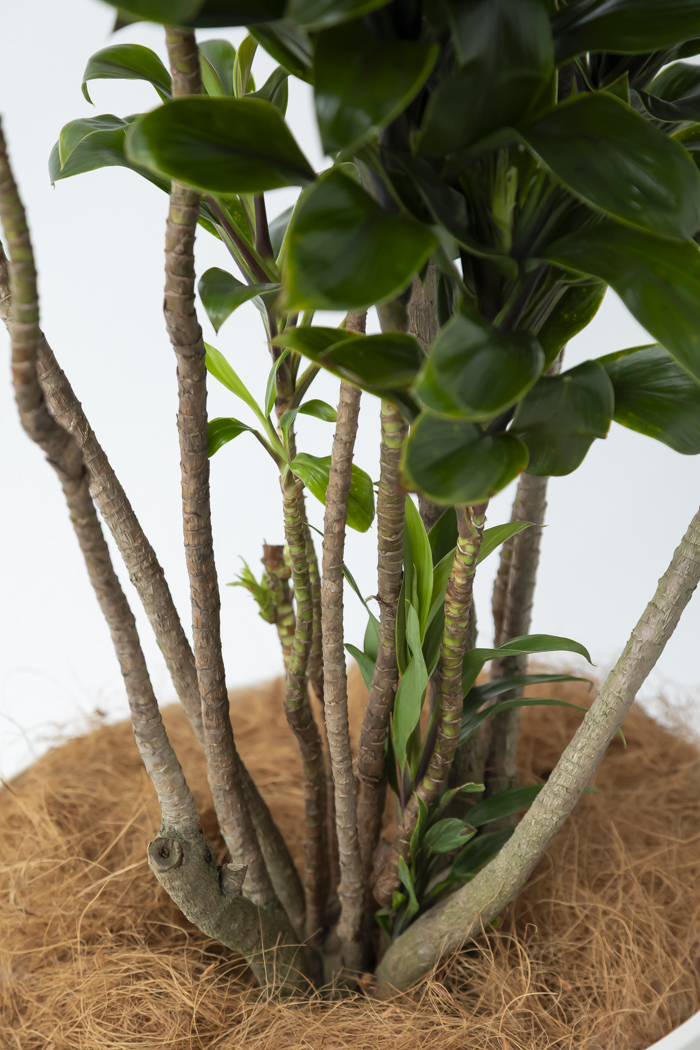 観葉植物 ドラセナ パープルコンパクタ（10号鉢）の写真10枚目