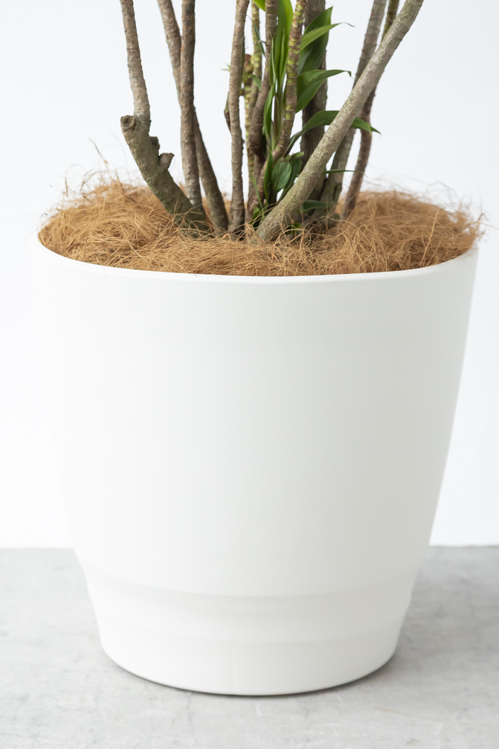 観葉植物 ドラセナ パープルコンパクタ（10号鉢）の写真11枚目