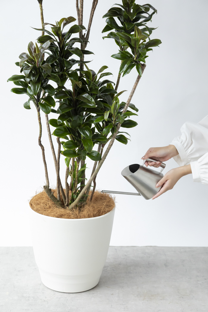 観葉植物 ドラセナ パープルコンパクタ（10号鉢）の写真12枚目