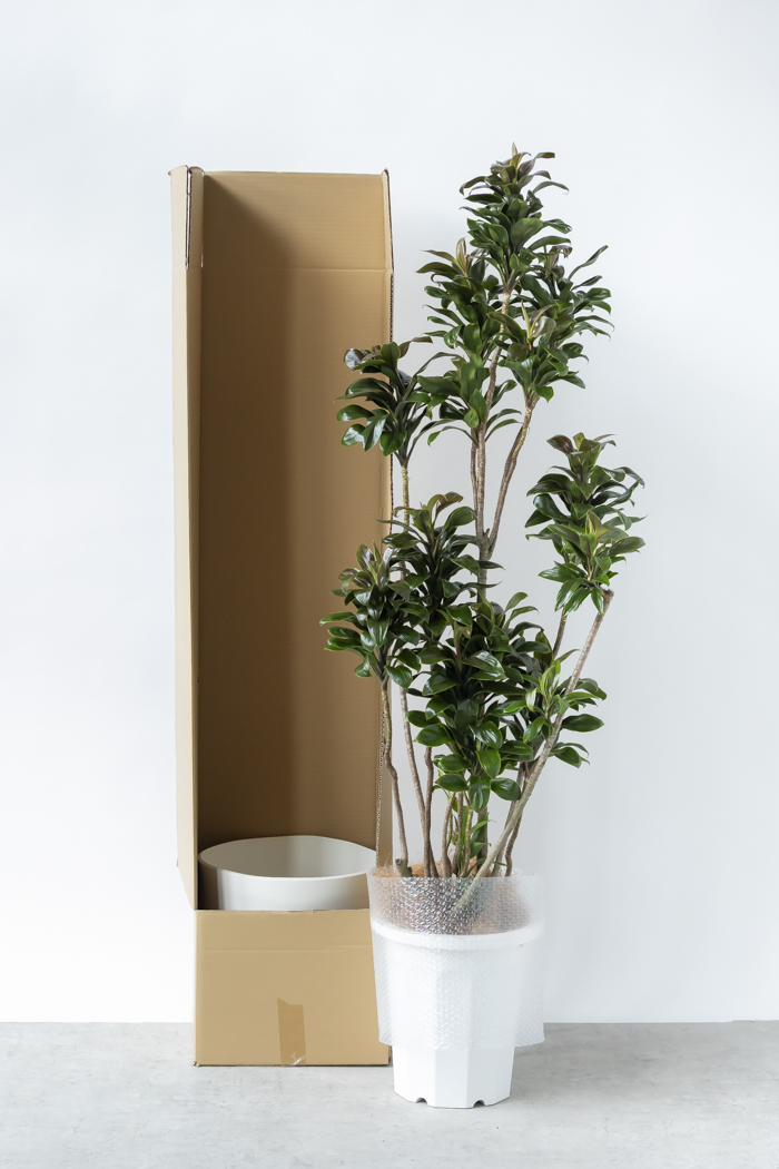 観葉植物 ドラセナ パープルコンパクタ（10号鉢）｜HanaPrime（ハナ