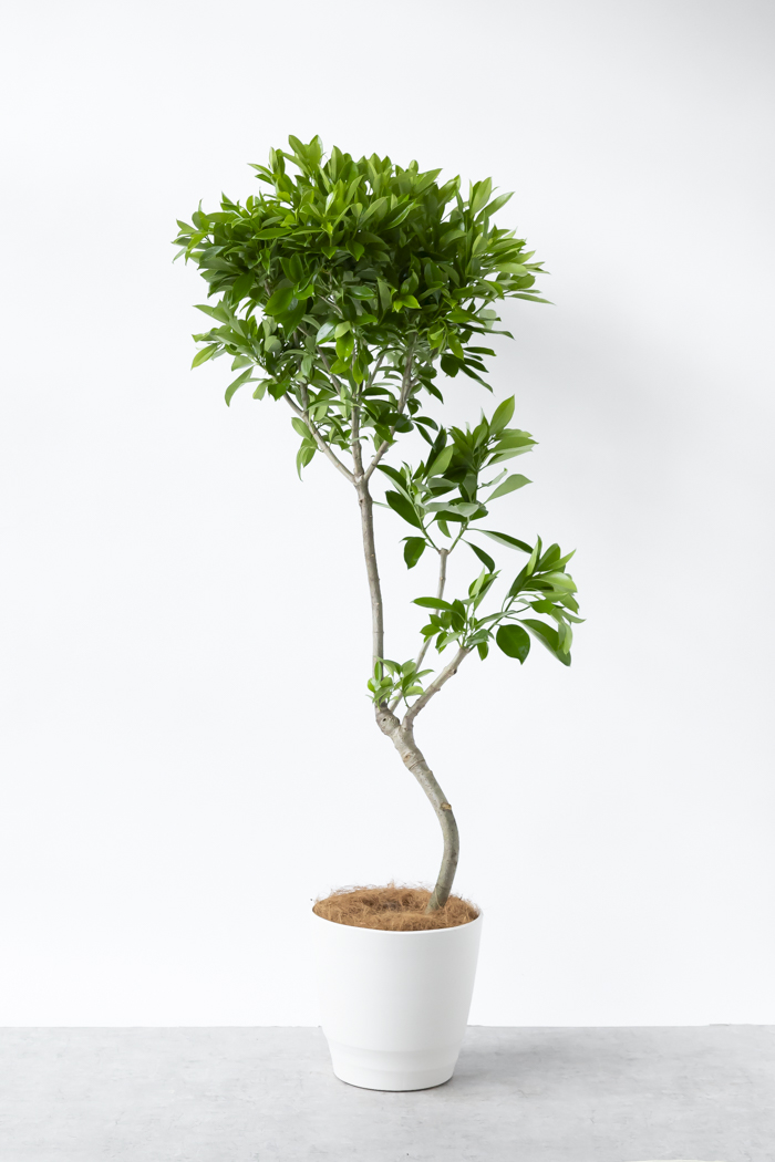 観葉植物 ファグラエア ベルテロアナ 一点もの（10号鉢）の写真1枚目