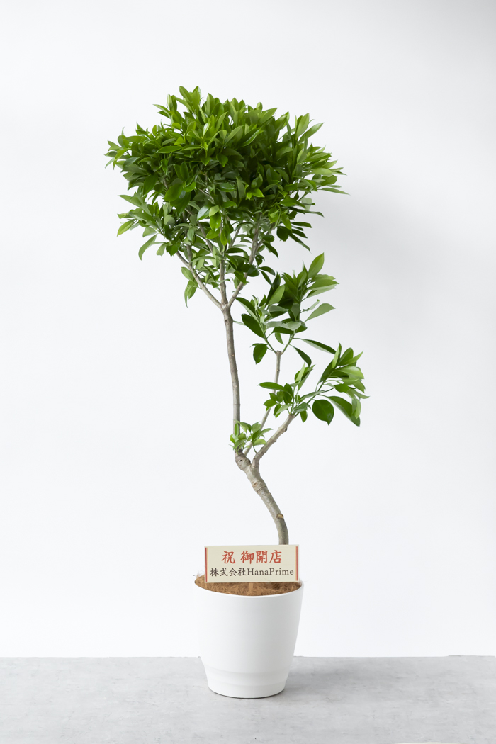 観葉植物 ファグラエア ベルテロアナ 一点もの（10号鉢）の写真2枚目