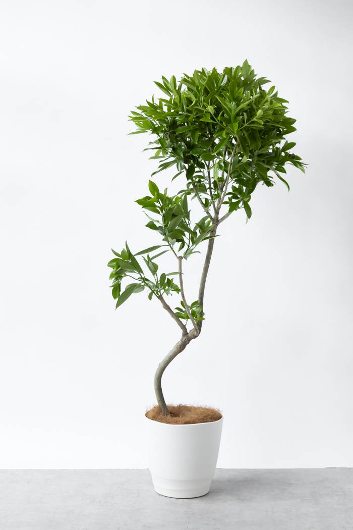 観葉植物 ファグラエア ベルテロアナ 一点もの（10号鉢）の写真3枚目