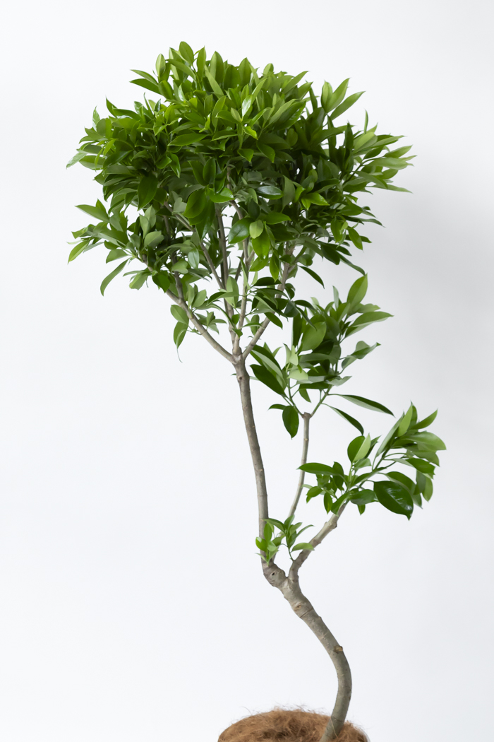 観葉植物 ファグラエア ベルテロアナ 一点もの（10号鉢）の写真4枚目