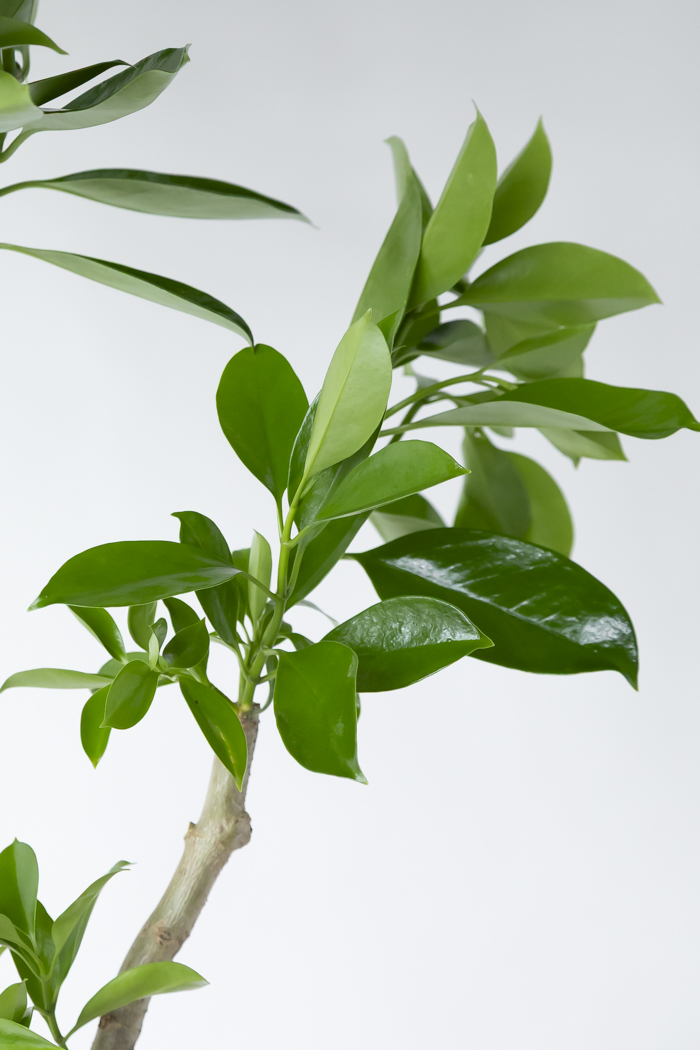 観葉植物 ファグラエア ベルテロアナ 一点もの（10号鉢）の写真6枚目