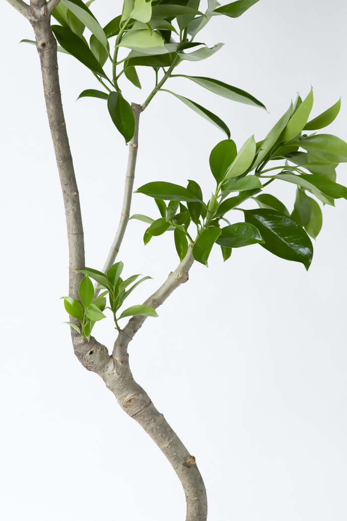 観葉植物 ファグラエア ベルテロアナ 一点もの（10号鉢）の写真8枚目